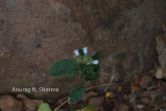 Lepidagathis incurva